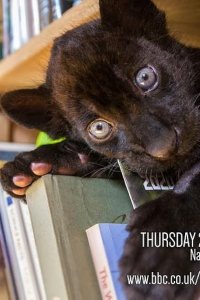 Big Cats About the House – S01E01 – Episode #1.1