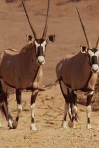 Planet Earth II – S01E04 – Deserts