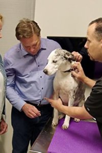 The Vet Life – S01E07 – Training Day