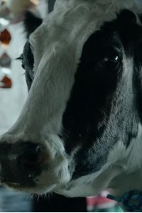 The Last Man on Earth – S01E08 – Mooovin’ In