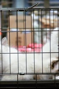 Brooklyn Nine-Nine – S03E19 – Terry Kitties