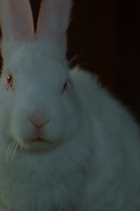 Goosebumps – S02E04 – Bad Hare Day