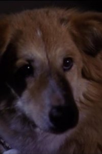 7th Heaven – S03E20 – All Dogs Go to Heaven