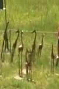 The Challenge – S14E12 – The Inferno III: Giraffic Park