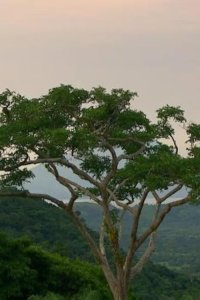 Survivor – S22E13 – Too Close for Comfort