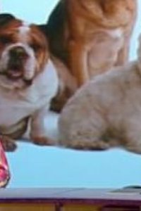 QI – S04E03 – Dogs