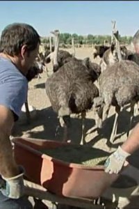 Dirty Jobs – S01E08 – Ostrich Farmer