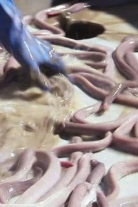 Dirty Jobs – S04E03 – Cave Biologist