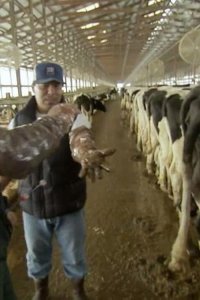 Dirty Jobs – S04E11 – Dairy Cow Midwife