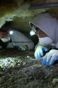 Dirty Jobs – S04E13 – Turkey Inseminator