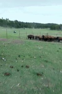 Dirty Jobs – S04E16 – Animal Barber