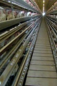 Dirty Jobs – S04E25 – Egg Farm