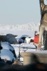 Dirty Jobs – S05E10 – Sled Dog Breeder
