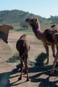 Dirty Jobs – S05E14 – Camel Rancher