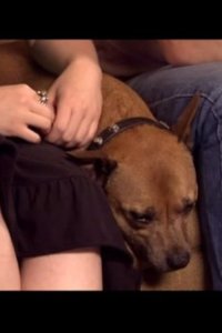 Dog Whisperer with Cesar Millan – S02E13 – Eppie, Lady, and Snoopy