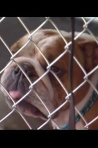 Dog Whisperer with Cesar Millan – S02E14 – Pups on Parole and Eton & Dolly