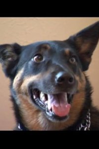 Dog Whisperer with Cesar Millan – S03E05 – Maya, Sara, and Lilly
