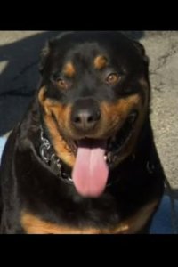 Dog Whisperer with Cesar Millan – S03E14 – Titan, Candy and Bella