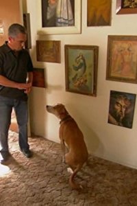 Dog Whisperer with Cesar Millan – S04E01 – Chuy, Jack & Carmine
