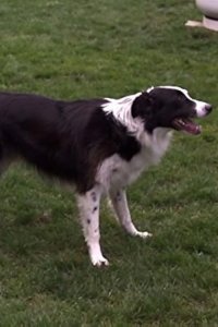 Dog Whisperer with Cesar Millan – S04E24 – Mateo and Ali