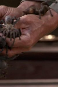 Bizarre Foods with Andrew Zimmern – S03E02 – Cambodia