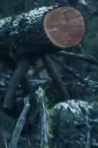 Ax Men – S02E08 – The Ax Falls