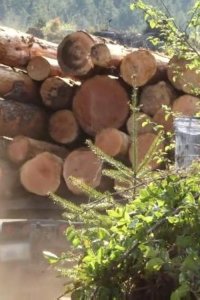 Ax Men – S05E13 – Where’s Willy?