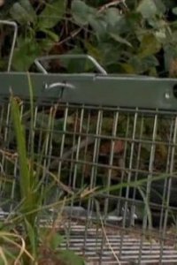 Billy the Exterminator – S01E13 – Skunks and Mice and Snakes Oh My