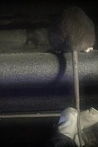 Billy the Exterminator – S05E05 – Giant Rats in the City