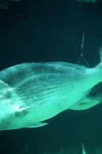 River Monsters – S01E07 – Freshwater Shark