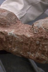 Pawn Stars – S09E41 – Everybody Do the Dinosaur