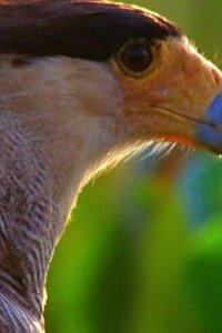 Survivor – S18E05 – You’re Going to Want that Tooth