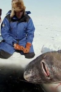 Dirty Jobs – S04E18 – Greenland Shark Quest