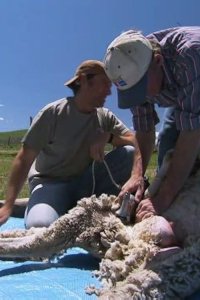 Dirty Jobs – S04E21 – Sheep Castrator