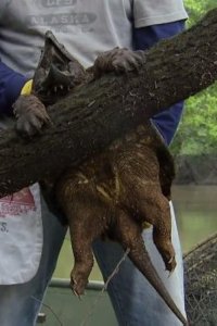 Dirty Jobs – S05E13 – Toilet Crusher