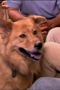 Dog Whisperer with Cesar Millan – S01E23 – Buddy and Stewart