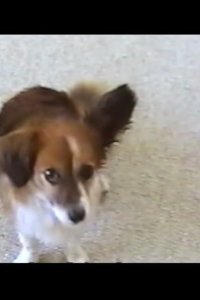 Dog Whisperer with Cesar Millan – S02E06 – Buddy, Tiger & Roxy, and Booker