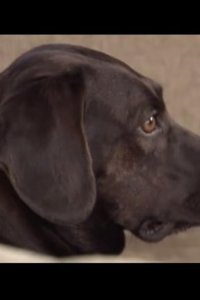 Dog Whisperer with Cesar Millan – S02E10 – Pasha, Cosmo, and Contessa
