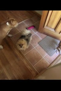 Dog Whisperer with Cesar Millan – S03E09 – Woody & Wally and Kane