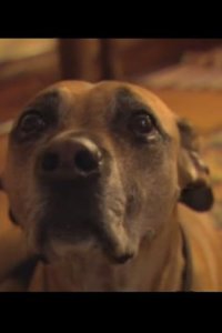 Dog Whisperer with Cesar Millan – S03E11 – Dexter and Nasir