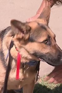 Dog Whisperer with Cesar Millan – S05E04 – Bacchus and Jody