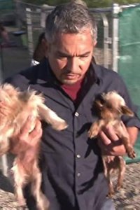 Dog Whisperer with Cesar Millan – S05E15 – Inside Puppy Mills