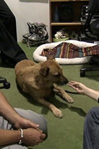 Dog Whisperer with Cesar Millan – S05E20 – Mad Dogs