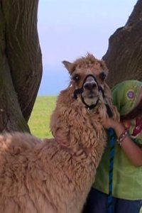 Zoey 101 – S02E12 – Quinn’s Alpaca