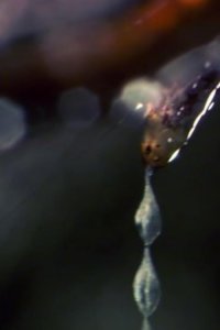 Planet Earth – S01E04 – Caves