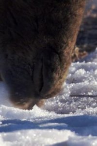 Planet Earth – S01E05 – Deserts