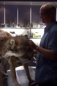 Eureka – S02E11 – Maneater