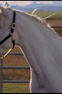 Heartland – S02E12 – Divorce Horse