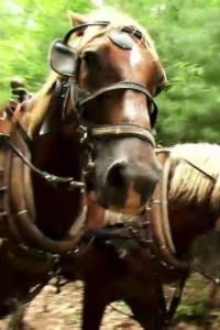 Ax Men – S05E11 – Let ‘Er Rip
