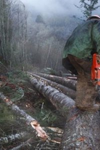 Ax Men – S10E09 – Snappin’ Trees